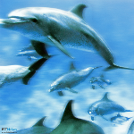 Variety: Wallpaper wechsel Dich und lade Dich auch selbst herunter